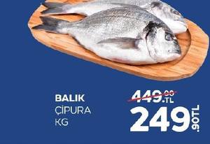 Çipura Balık